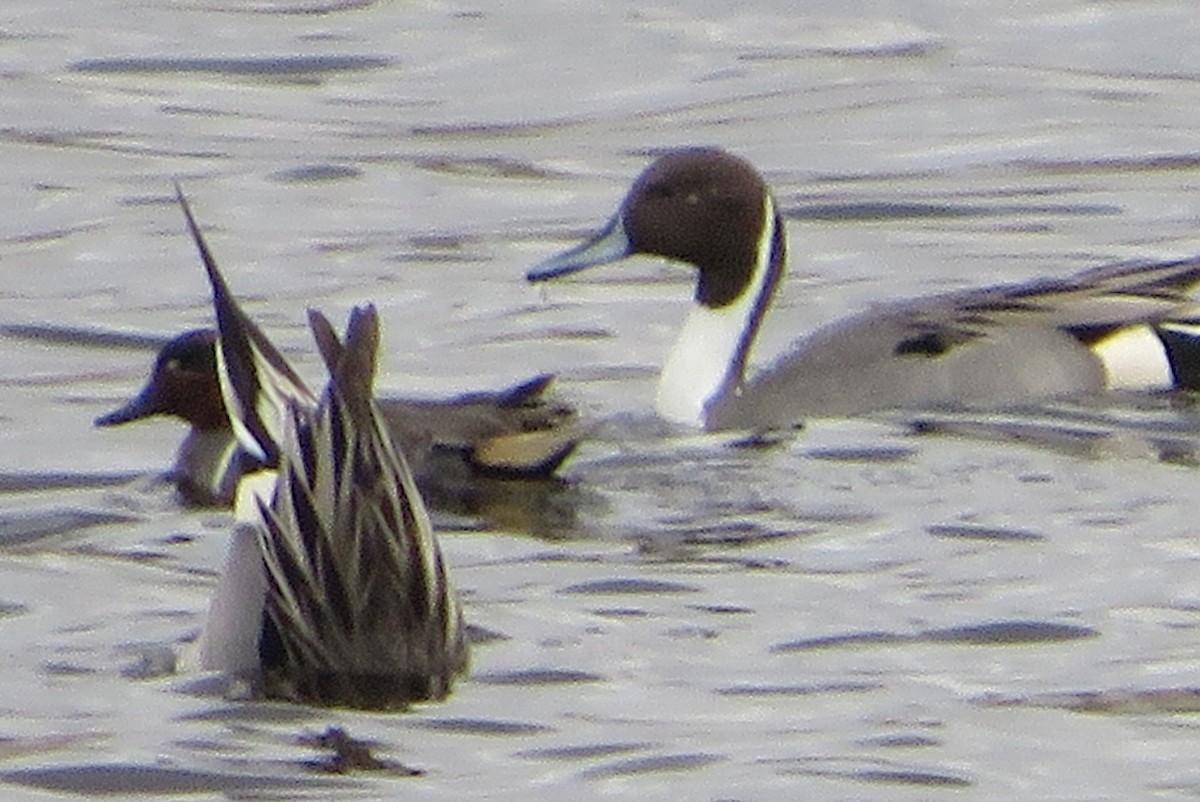 ostralka štíhlá - ML646665640