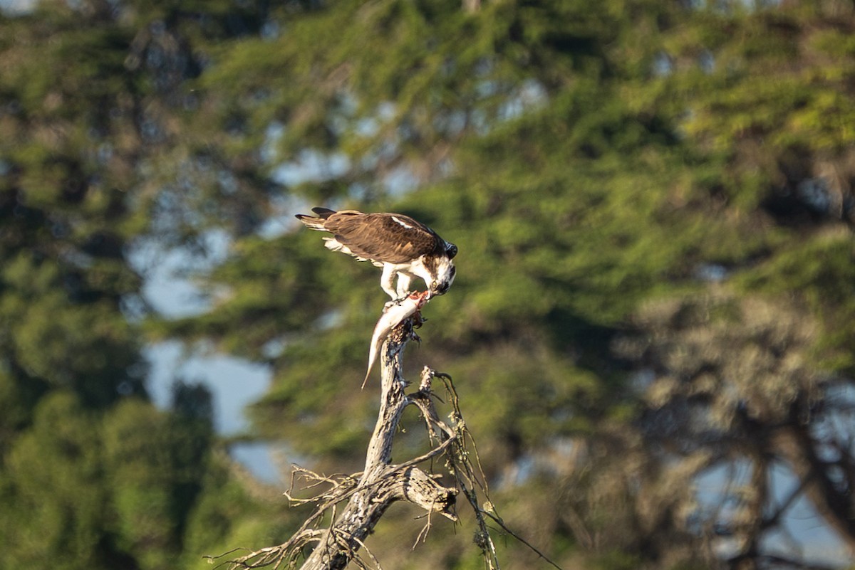 魚鷹(carolinensis) - ML646665641