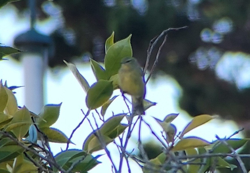 Червоїд оливковий (підвид sordida) - ML646665643