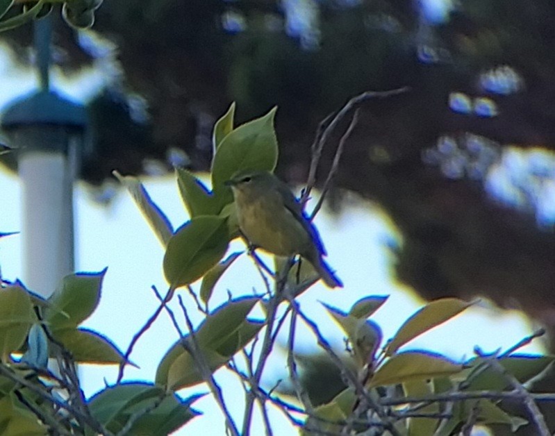 Reinita Coroninaranja (sordida) - ML646665644