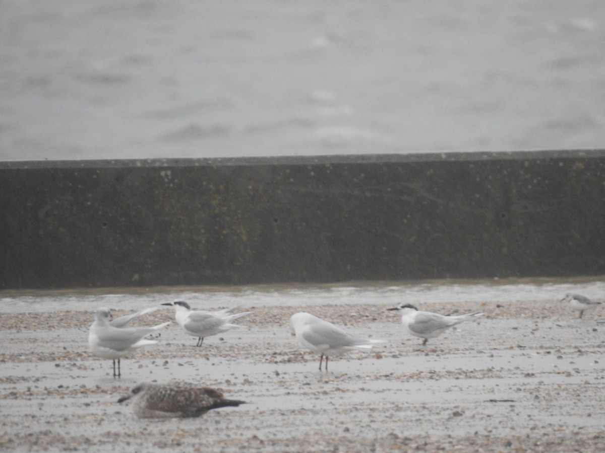 Крячок рябодзьобий - ML646665652