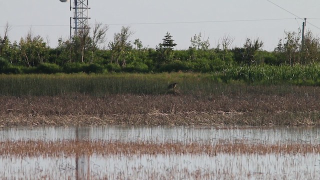 Avetoro Lentiginoso - ML646665653