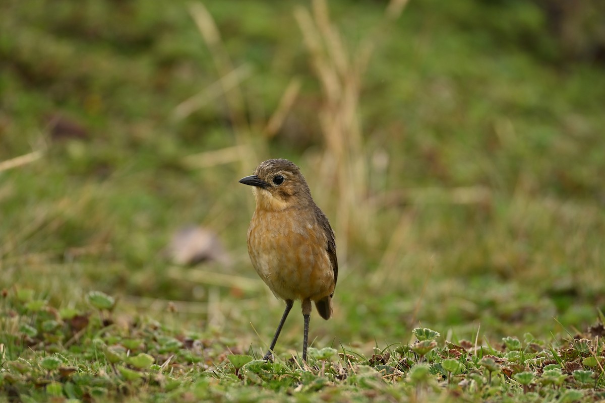 Grallaire de Quito - ML646665654