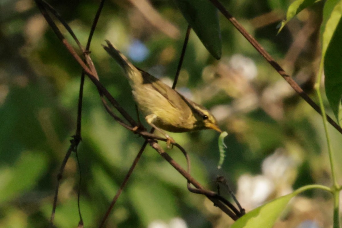 Tickell Çıvgını - ML646665655