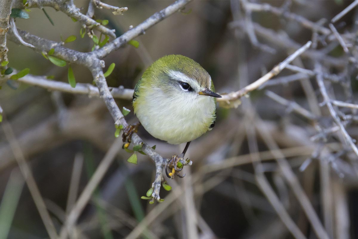 skogklatresmett - ML646665656