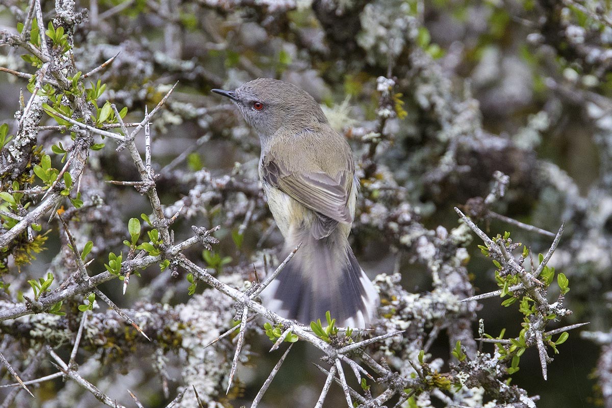 igatagerygone - ML646665665