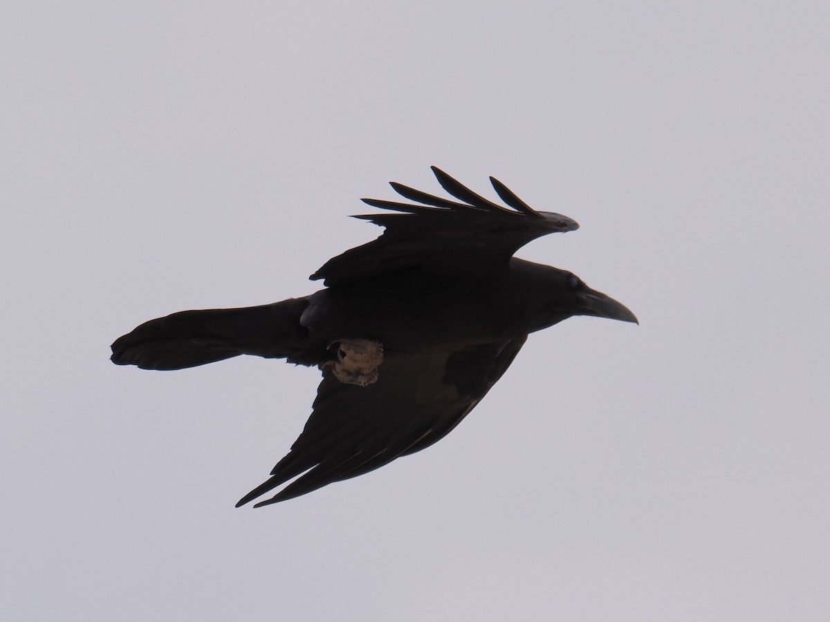 Brown-necked Raven - ML646665666