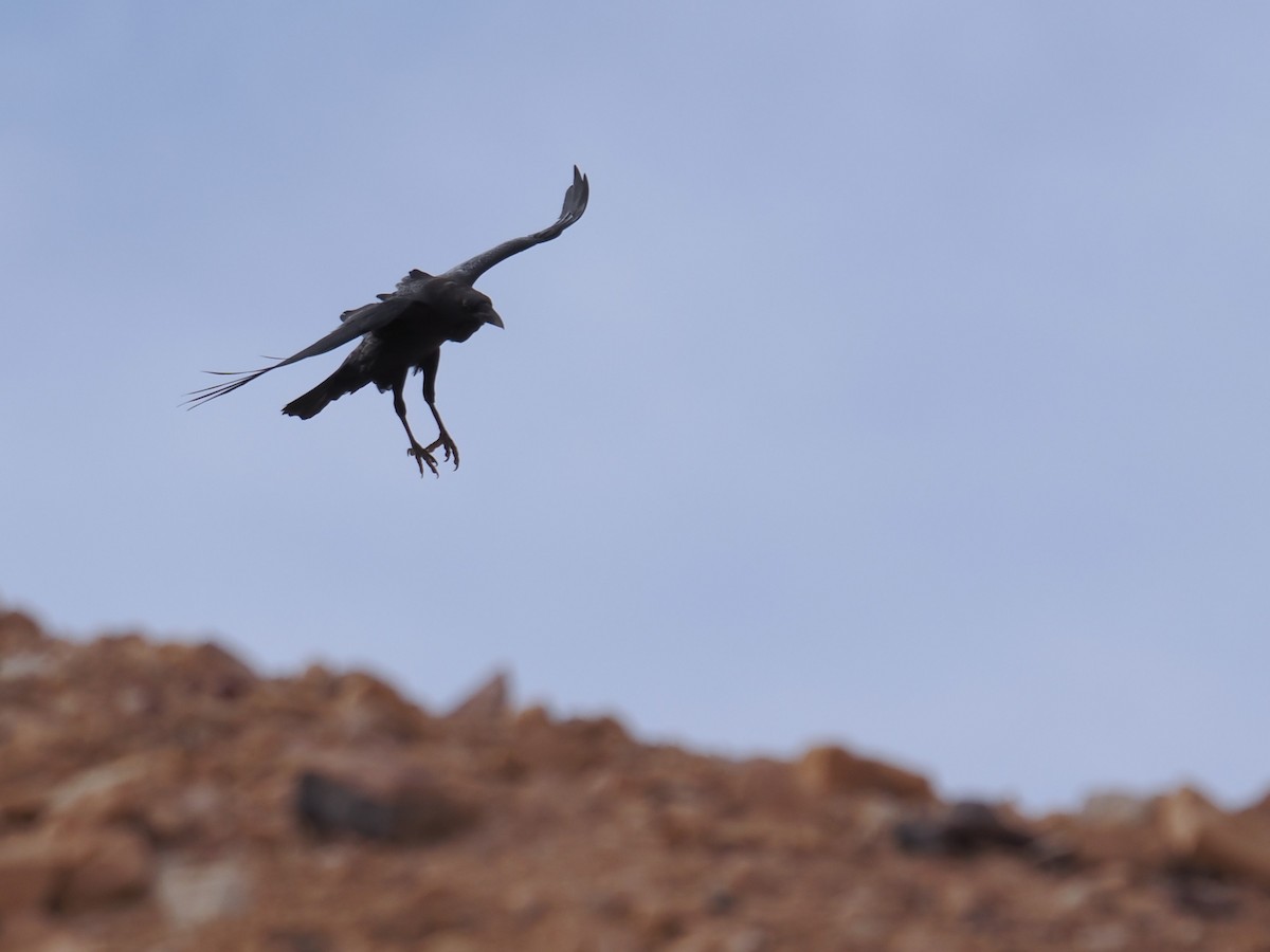 Brown-necked Raven - ML646665667