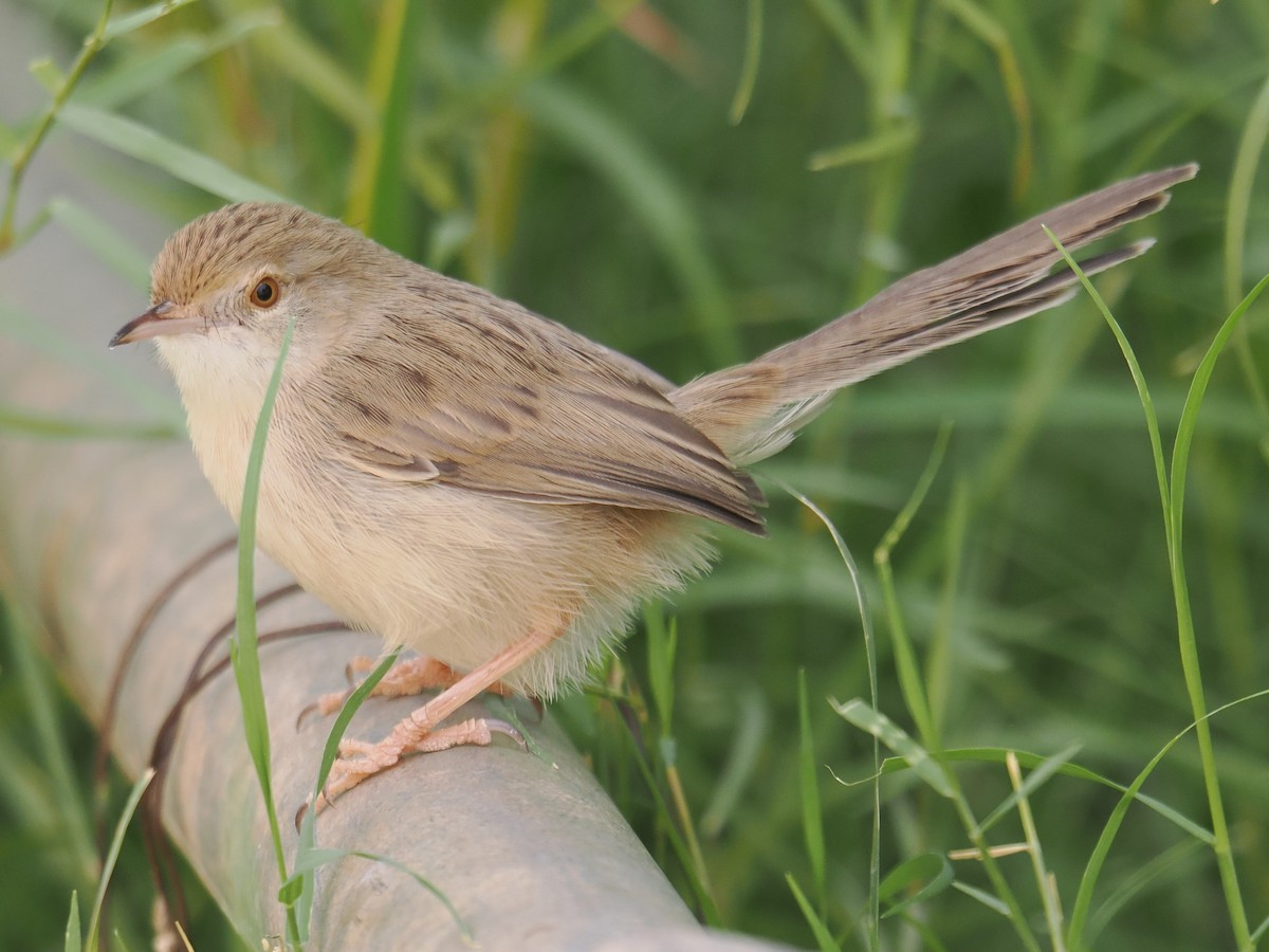 Graceful Prinia - ML646665669
