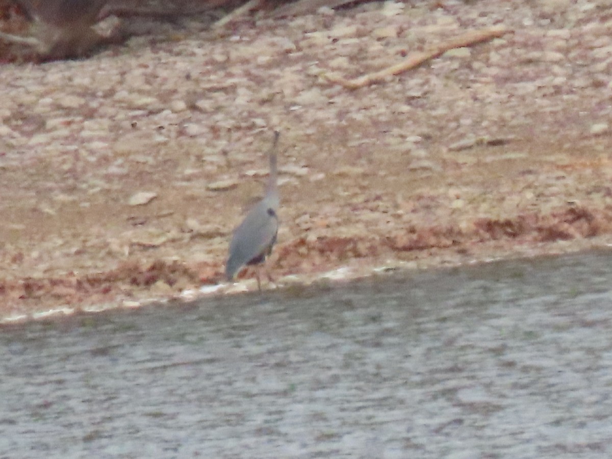 Great Blue Heron - ML646665670