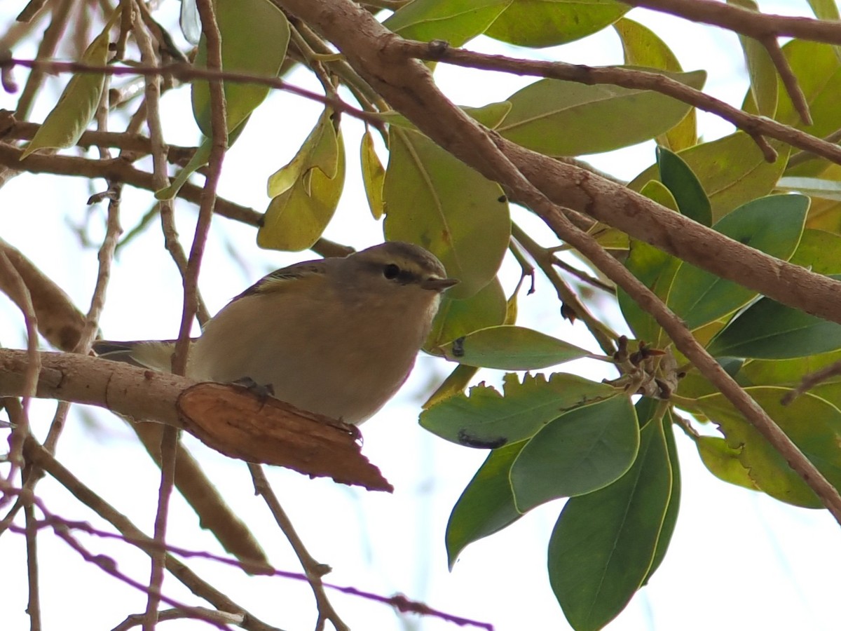 Common Chiffchaff - ML646665673