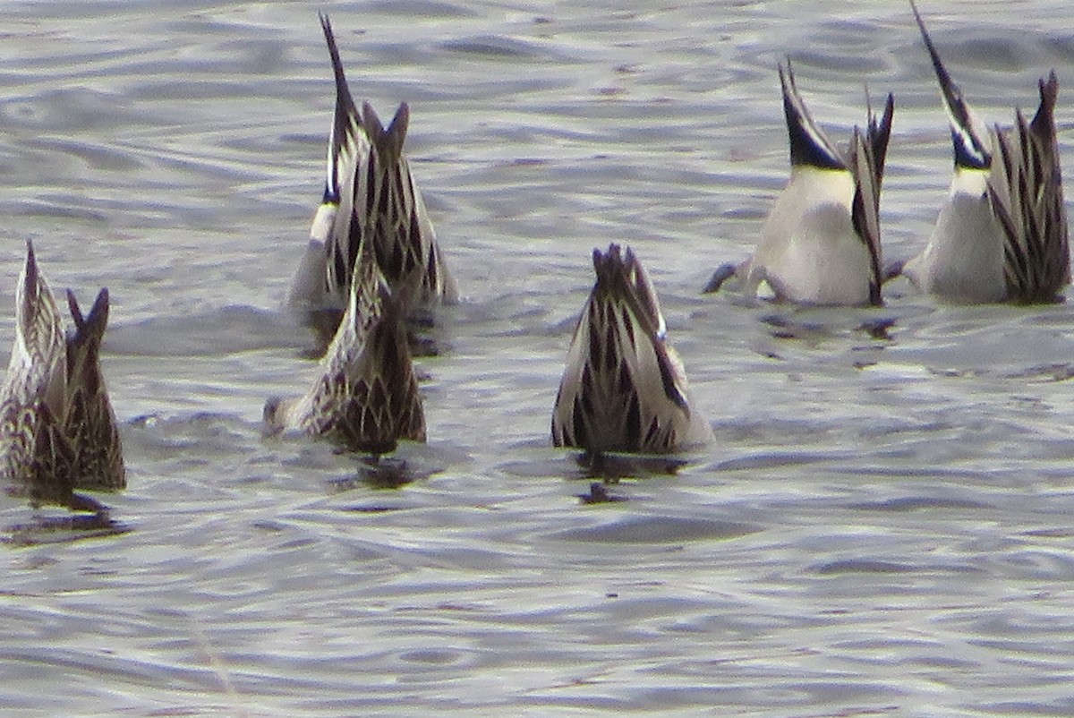 ostralka štíhlá - ML646665674