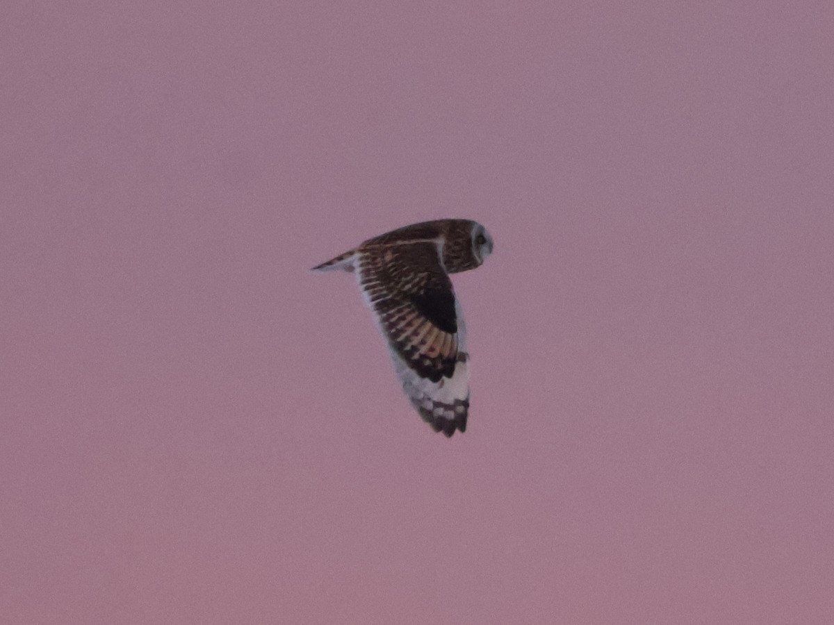 Zingira-hontza (flammeus) - ML646665676