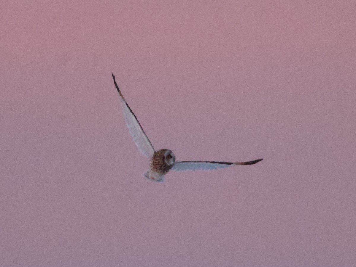 Zingira-hontza (flammeus) - ML646665677