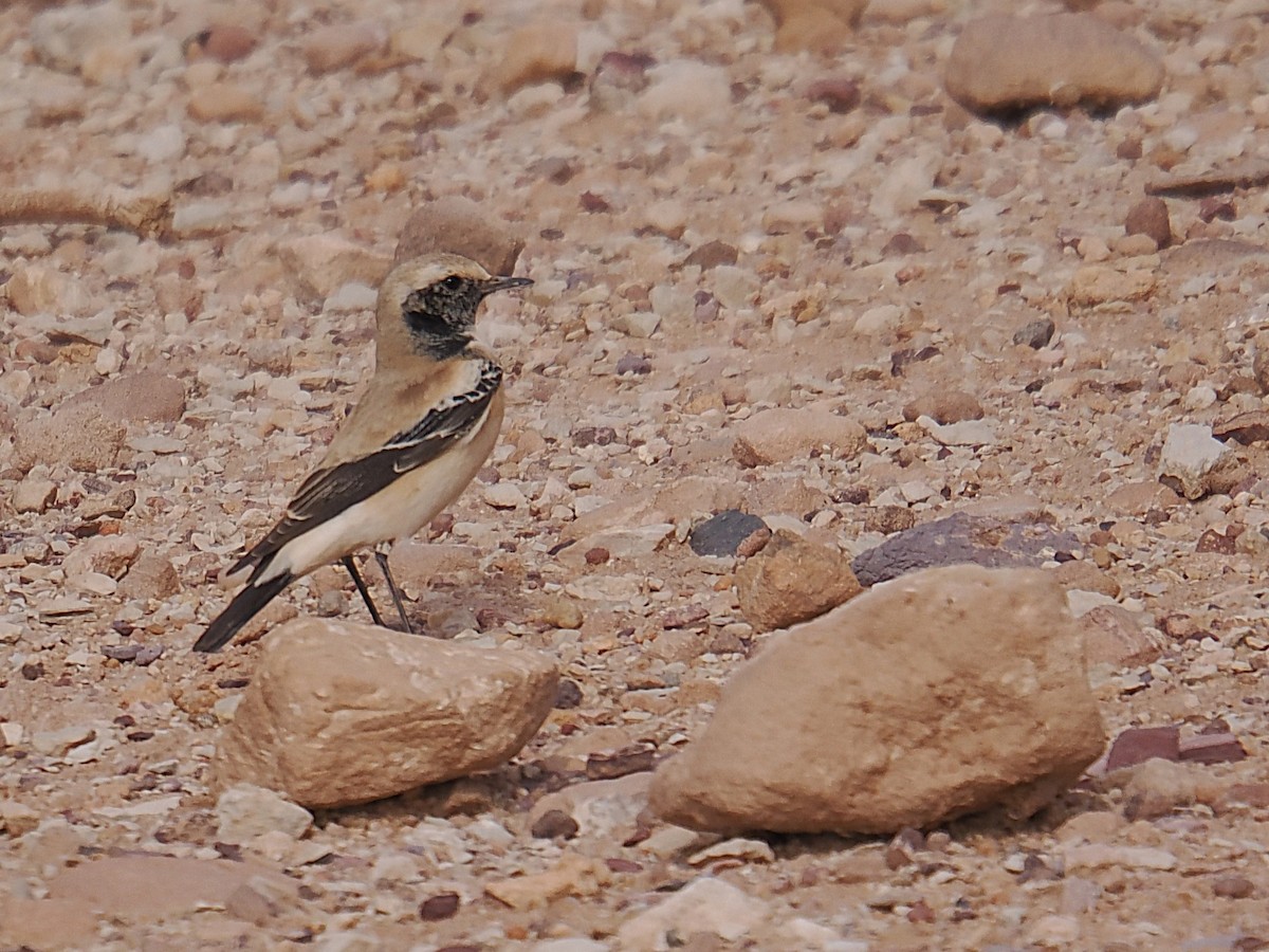 Desert Wheatear - ML646665678