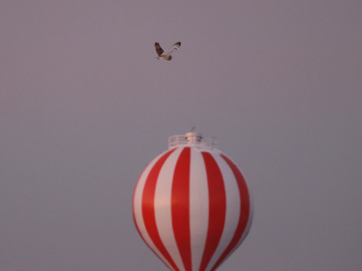 Zingira-hontza (flammeus) - ML646665679