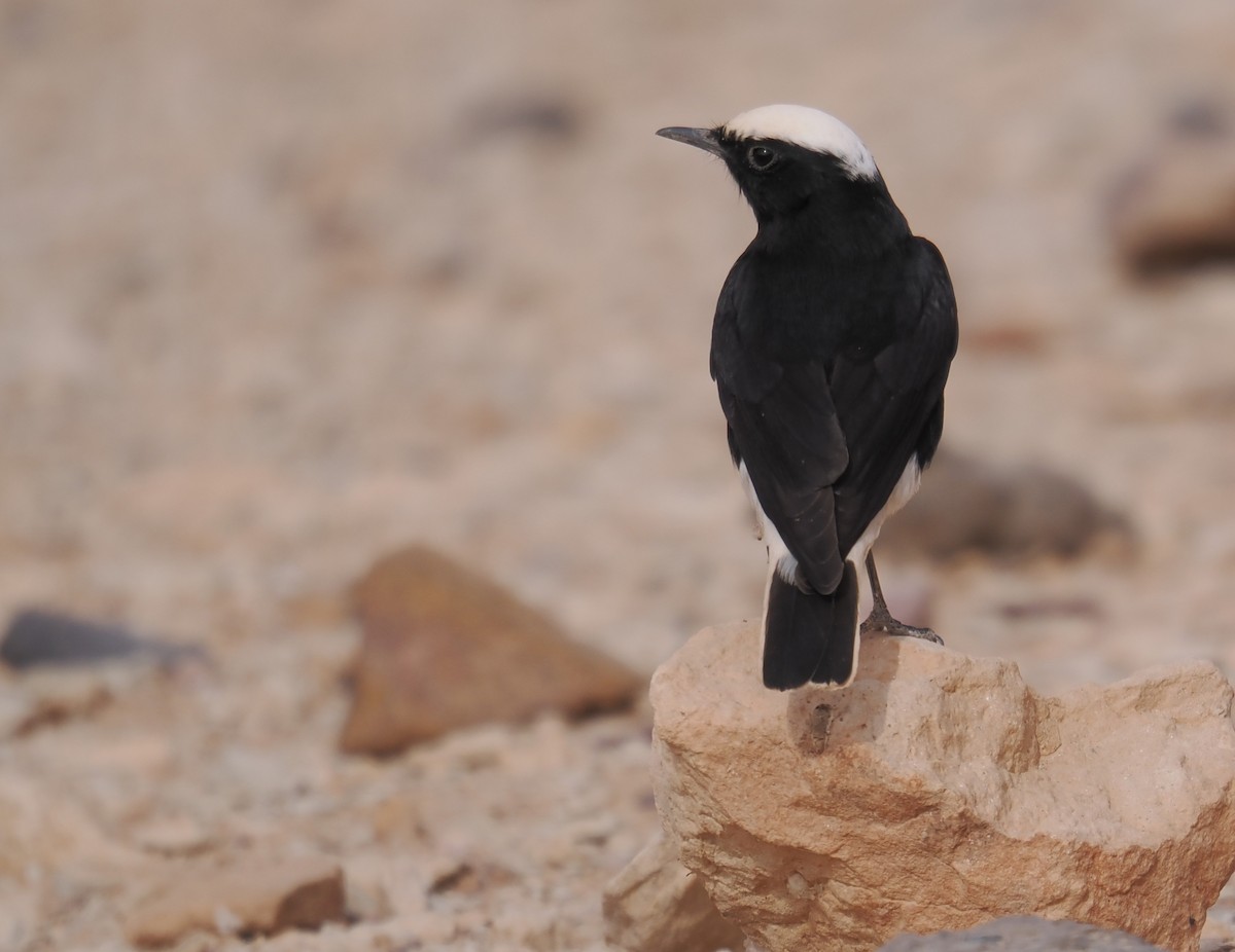 White-crowned Wheatear - ML646665681