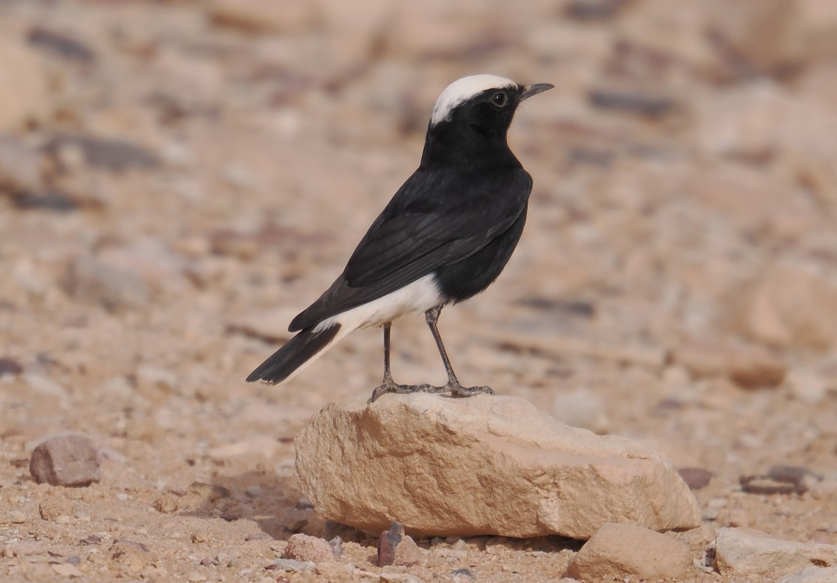 White-crowned Wheatear - ML646665682