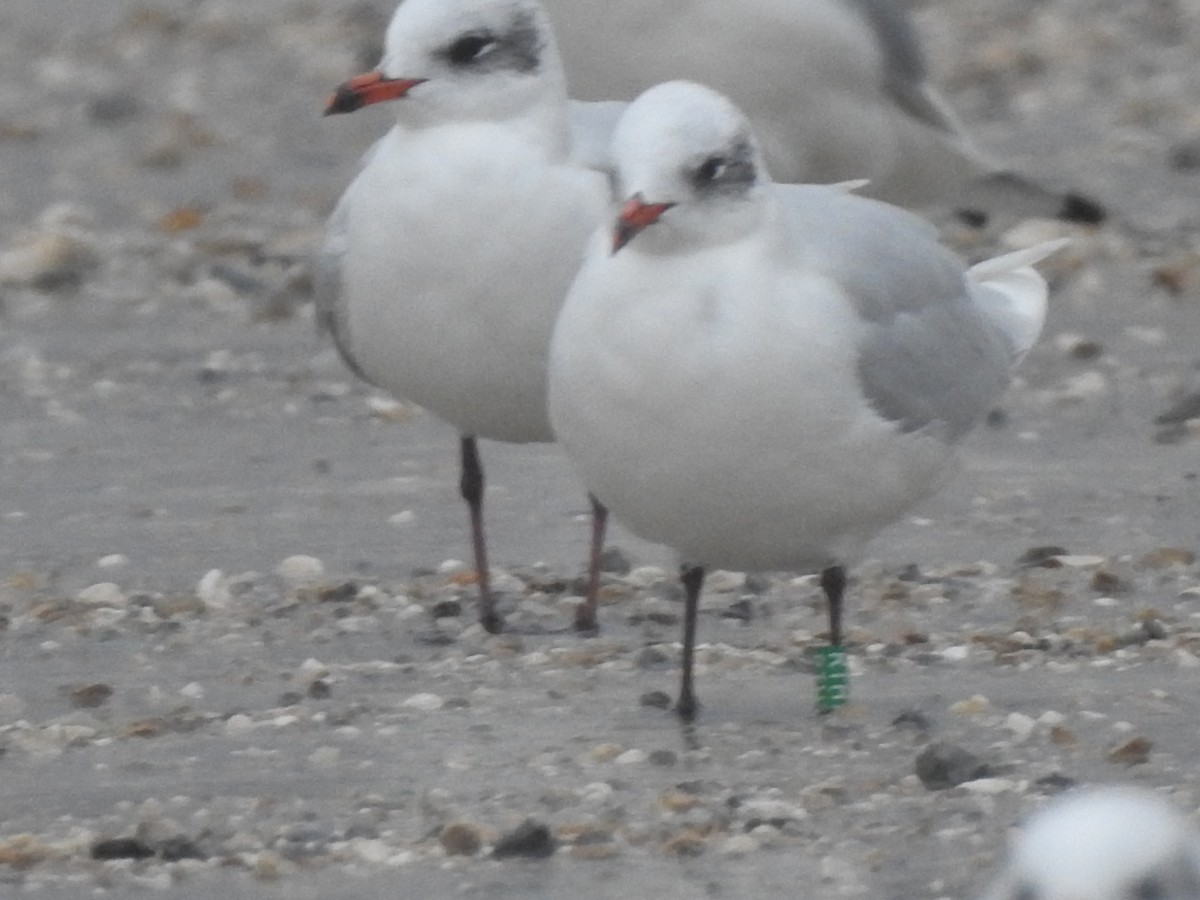 Mediterranean Gull - ML646665688