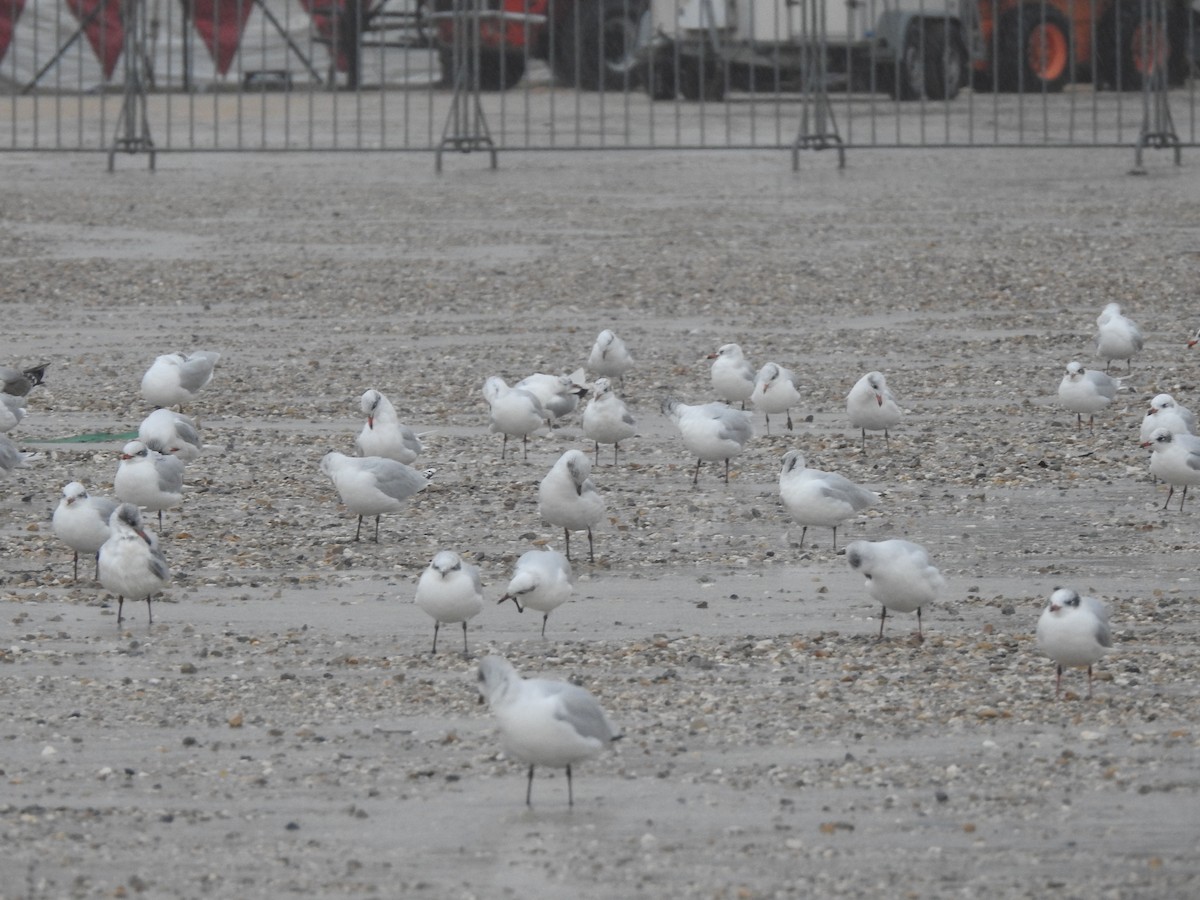 Mediterranean Gull - ML646665689
