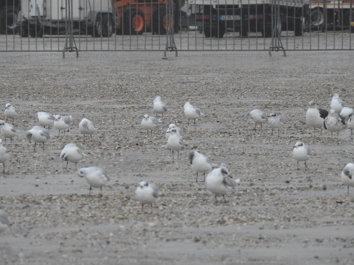 Mediterranean Gull - ML646665690