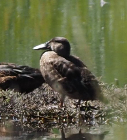 Australasian Shoveler - ML646665693