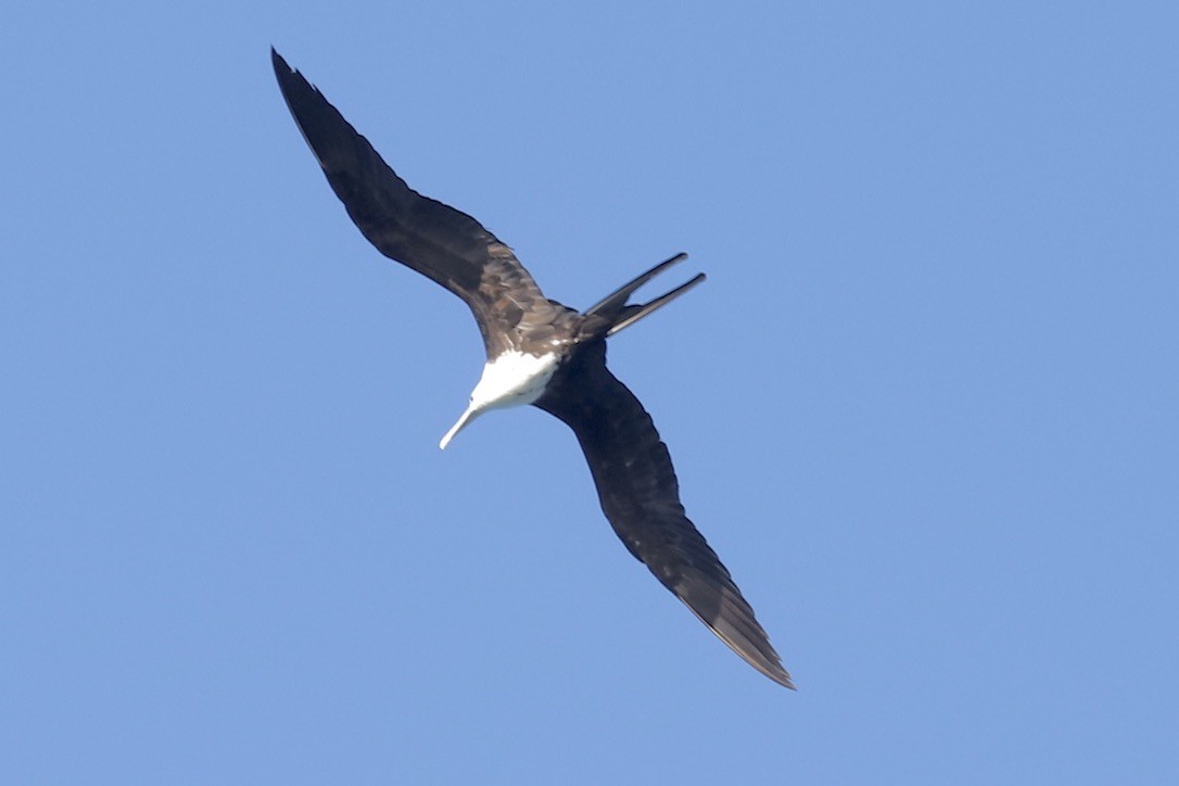 Prachtfregattvogel - ML646665694