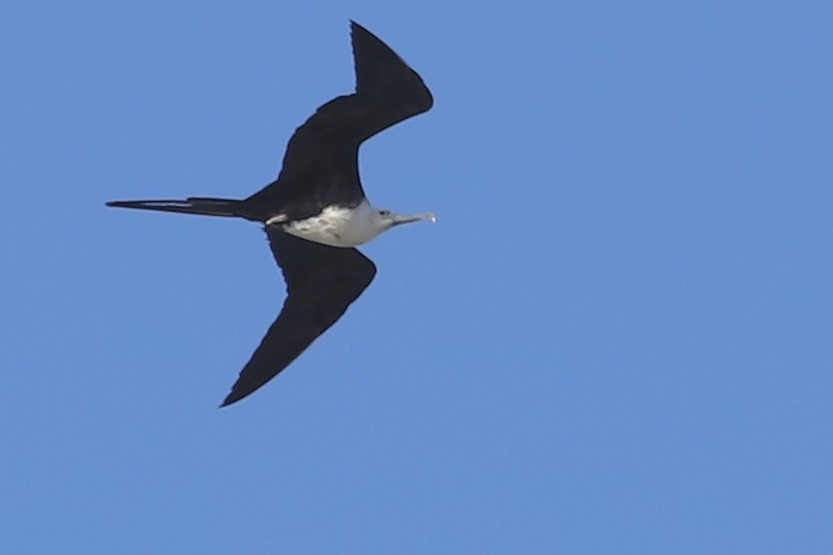 Prachtfregattvogel - ML646665695