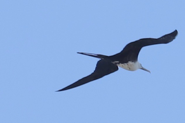 Prachtfregattvogel - ML646665698