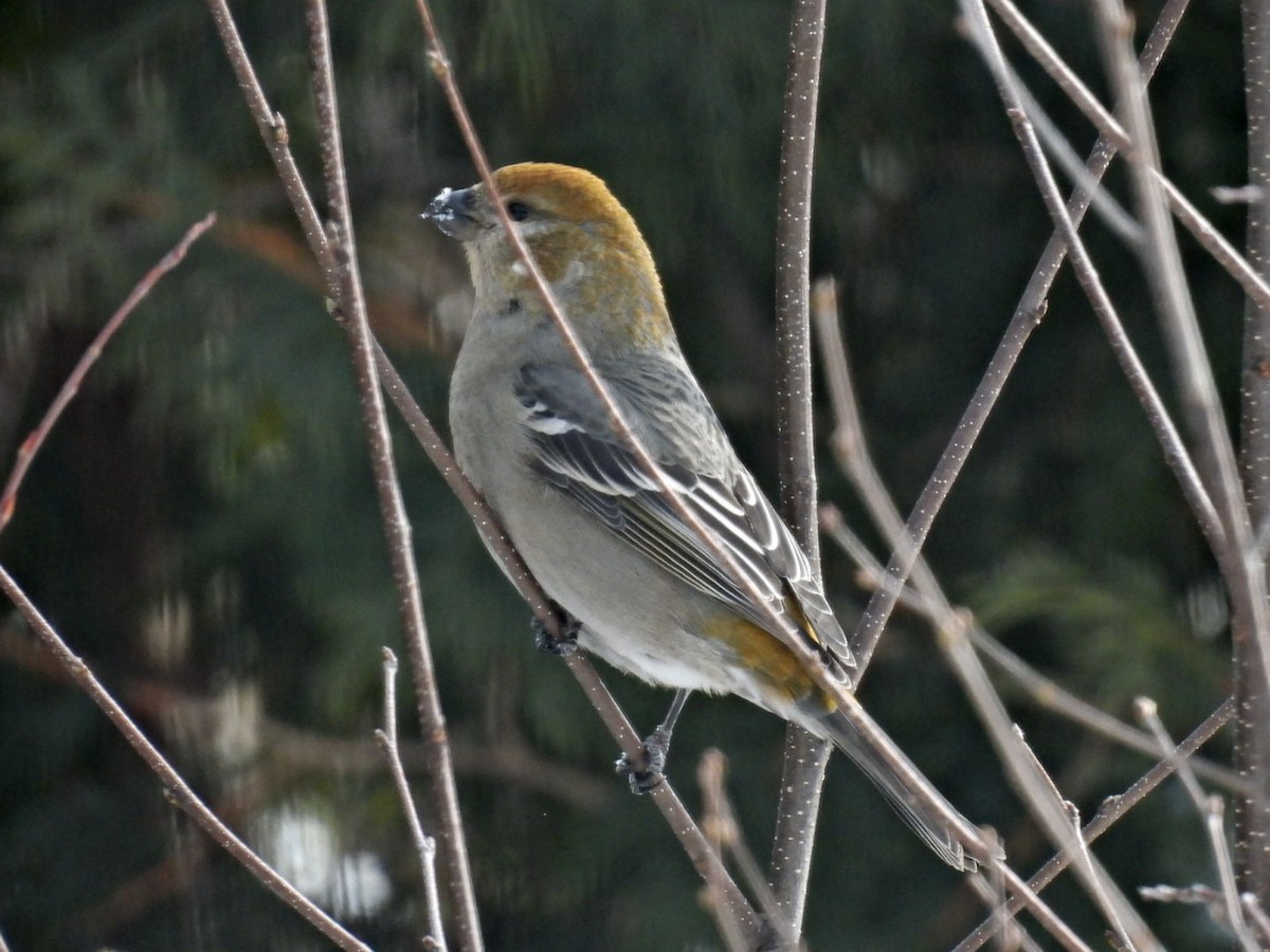 Hakengimpel - ML646665701