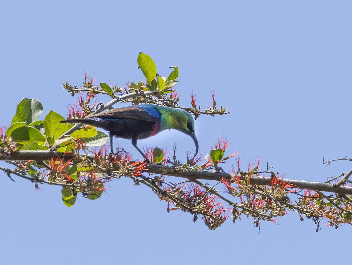 ヒガシニシキタイヨウチョウ - ML646665702