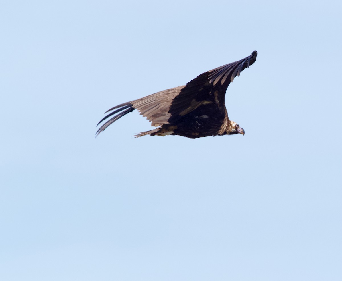 Cinereous Vulture - ML646665703