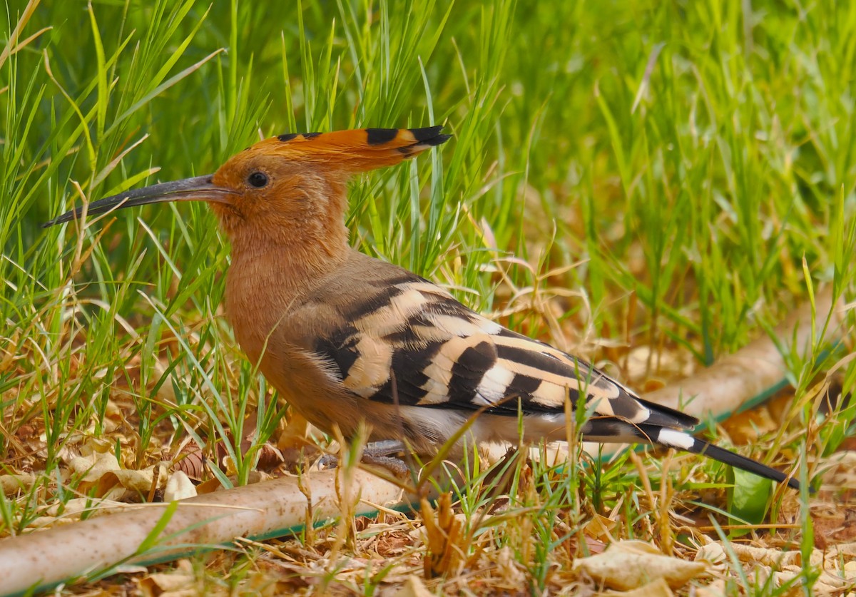 Common Hoopoe (Eurasian) - ML646665704