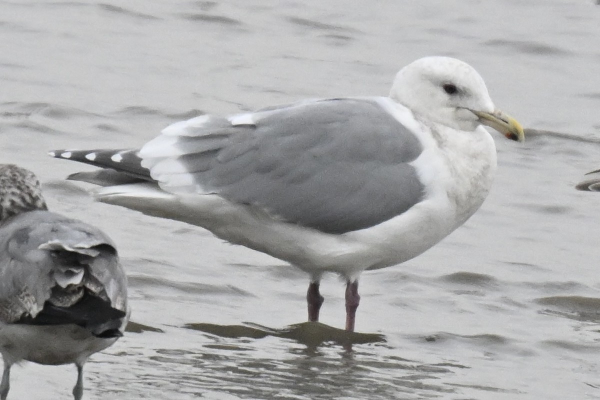 West- x Beringmöwe (Hybrid) - ML646665706