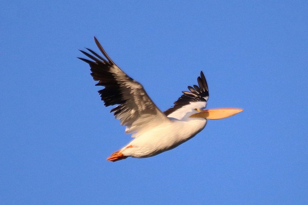 שקנאי אמריקני - ML646665709