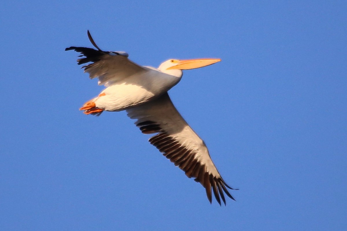 שקנאי אמריקני - ML646665710