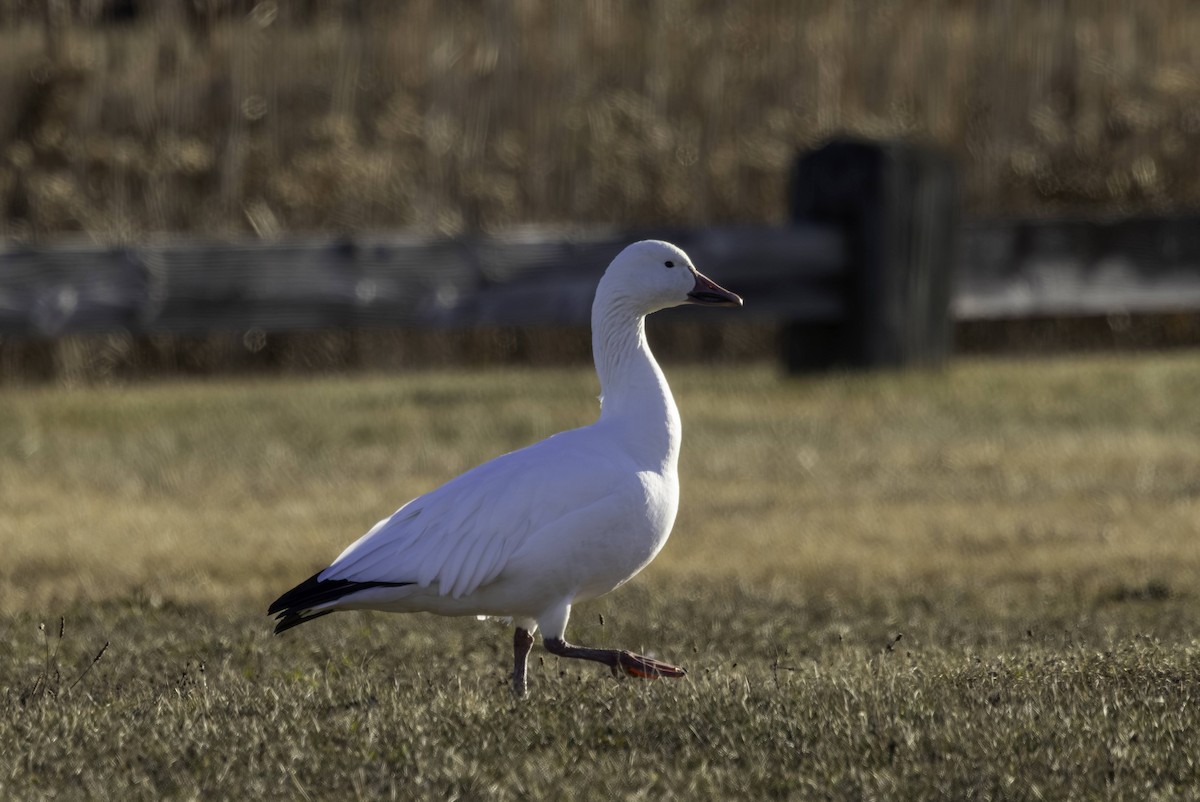 Snow Goose - ML646665716