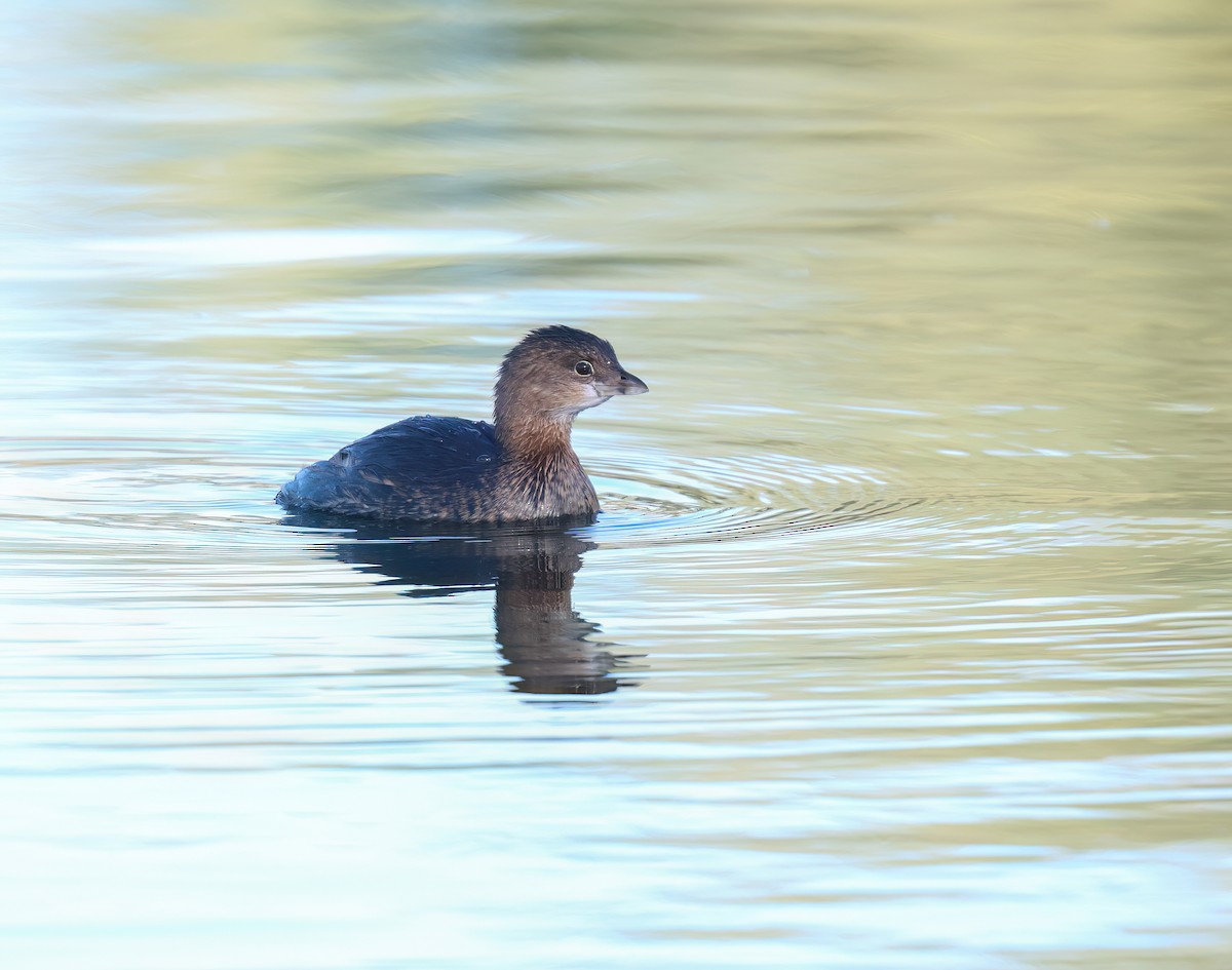 Bindentaucher - ML646665717