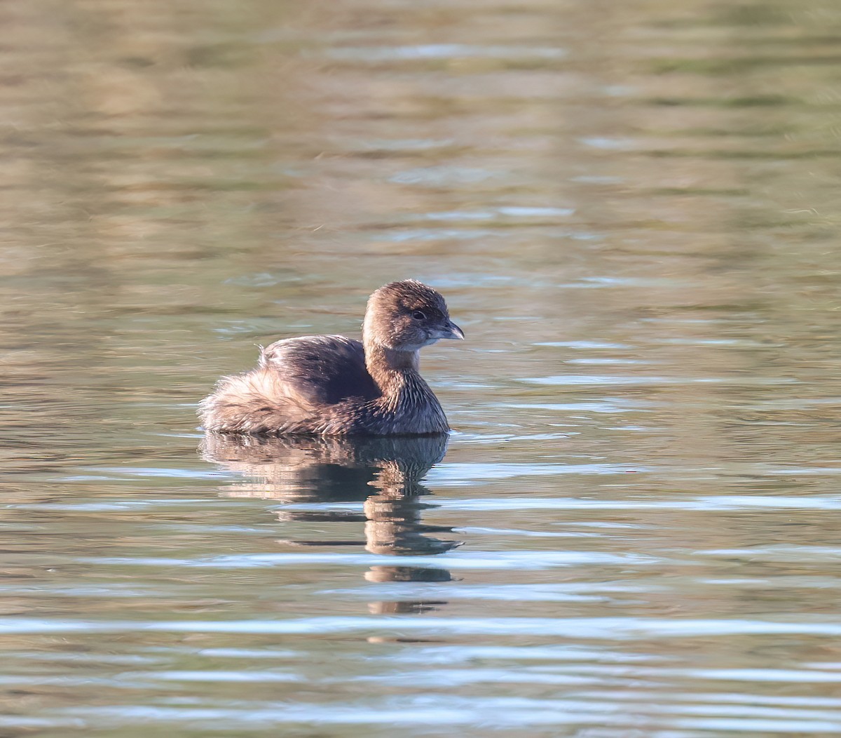 Bindentaucher - ML646665718