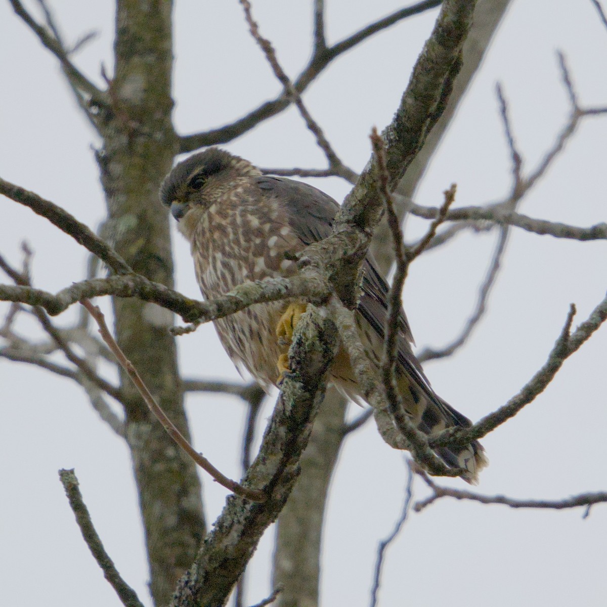 Merlin - ML646665720