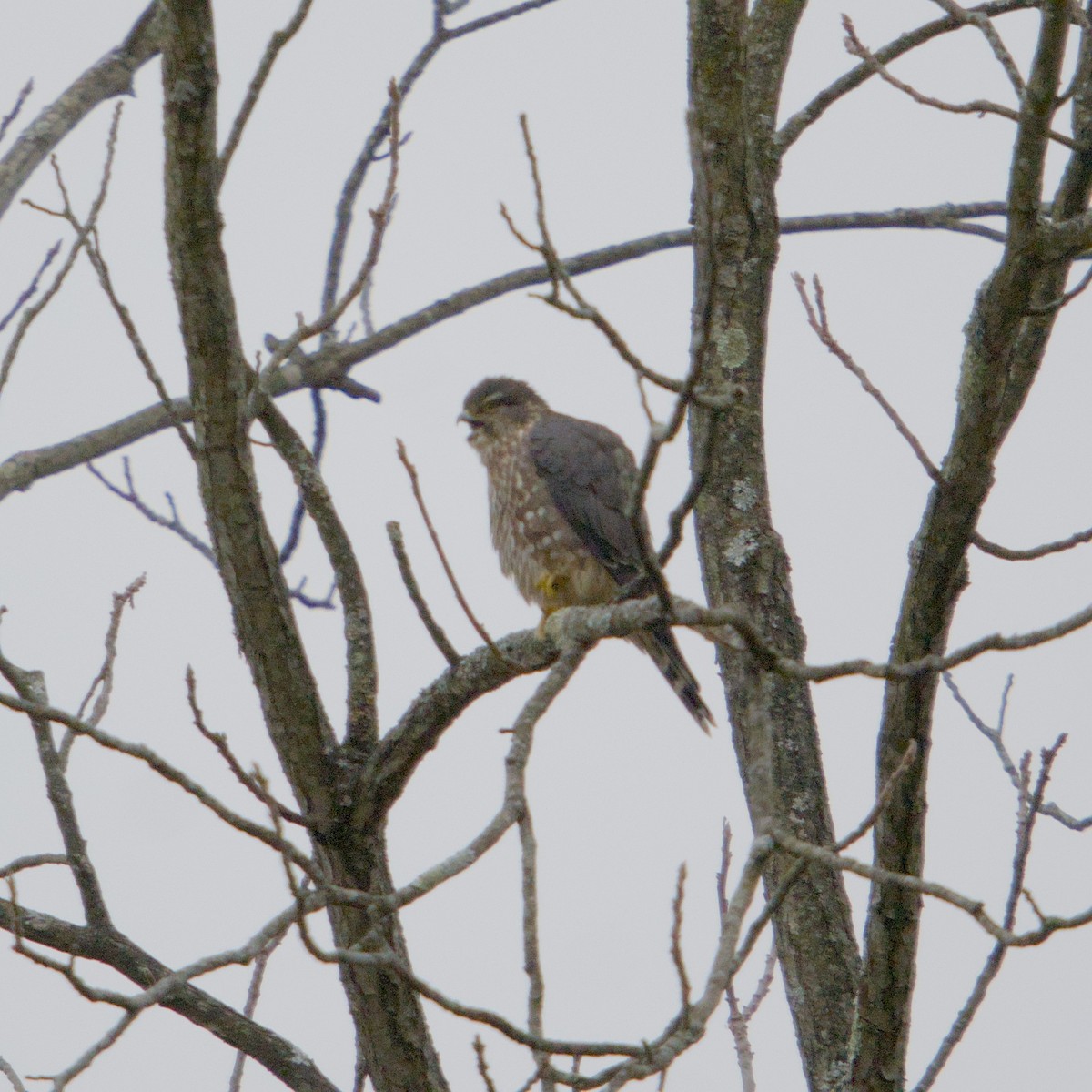 Merlin - ML646665722