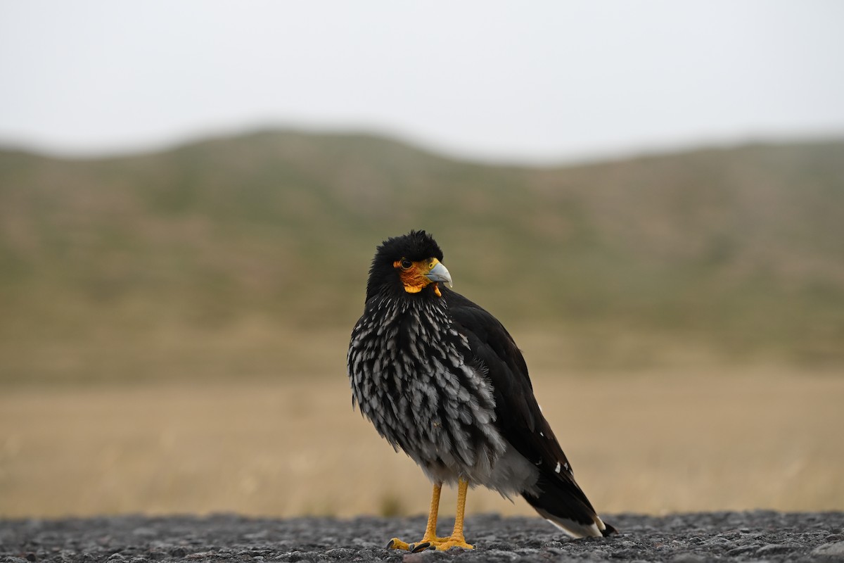 Caracara caronculé - ML646665729