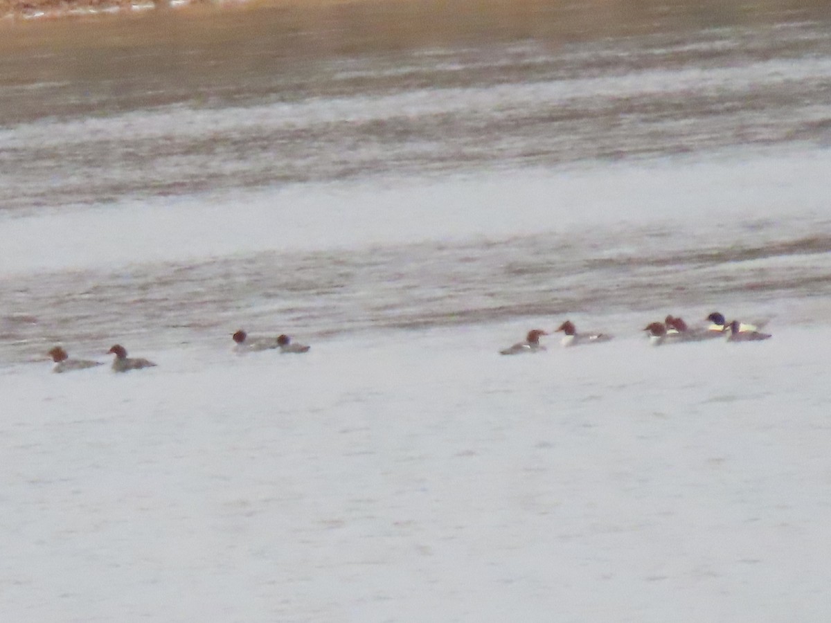 Common Merganser - ML646665736