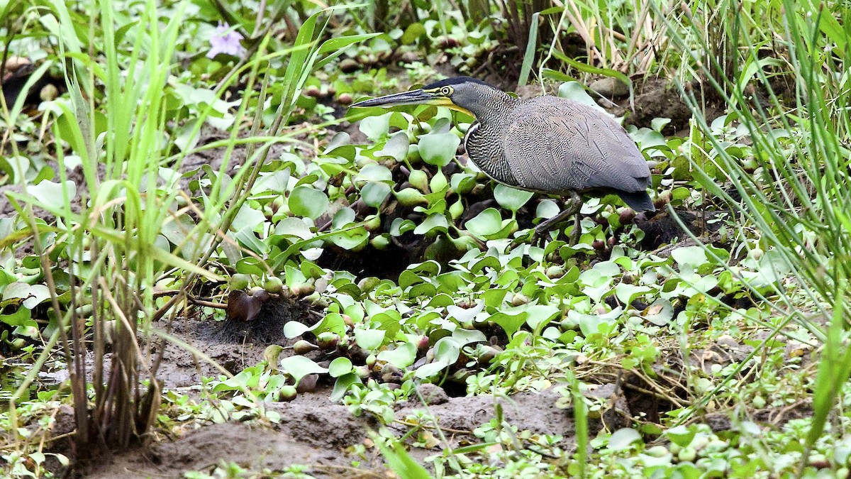 Bare-throated Tiger-Heron - ML646665737