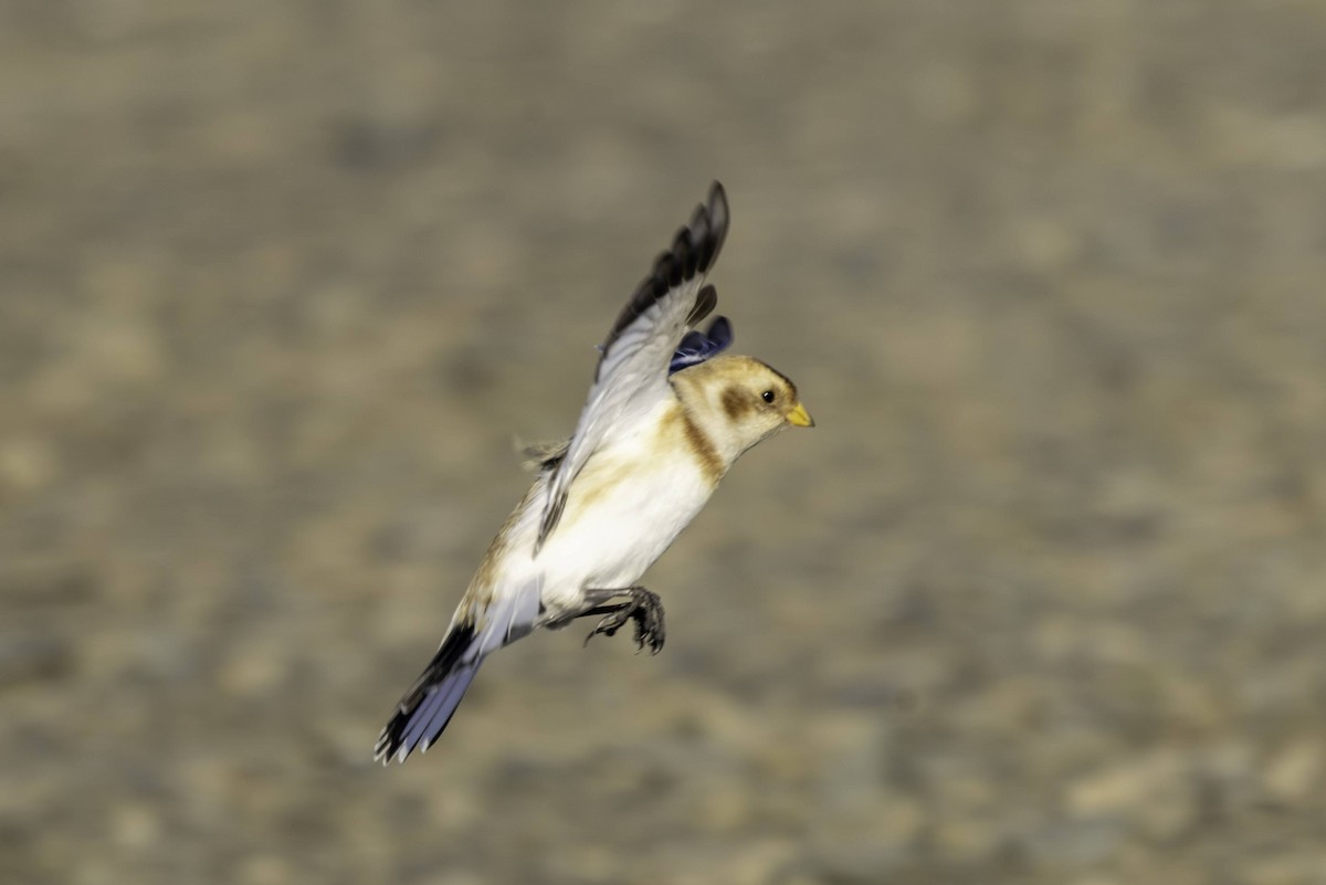 Snow Bunting - ML646665741