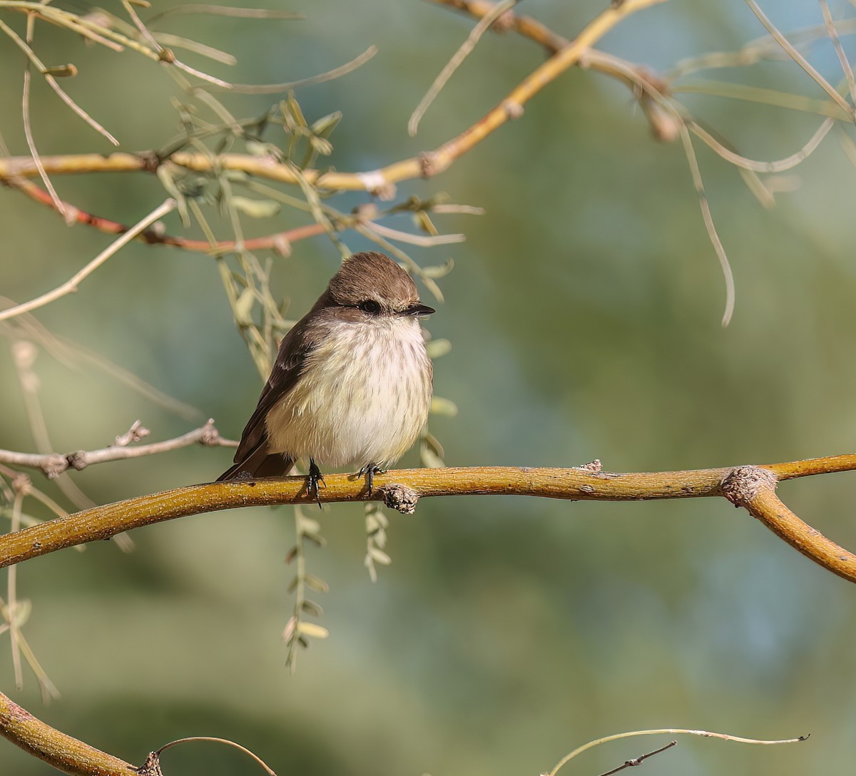 Rubintyrann - ML646665743