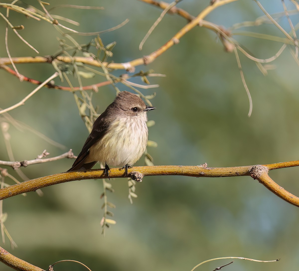 Rubintyrann - ML646665744