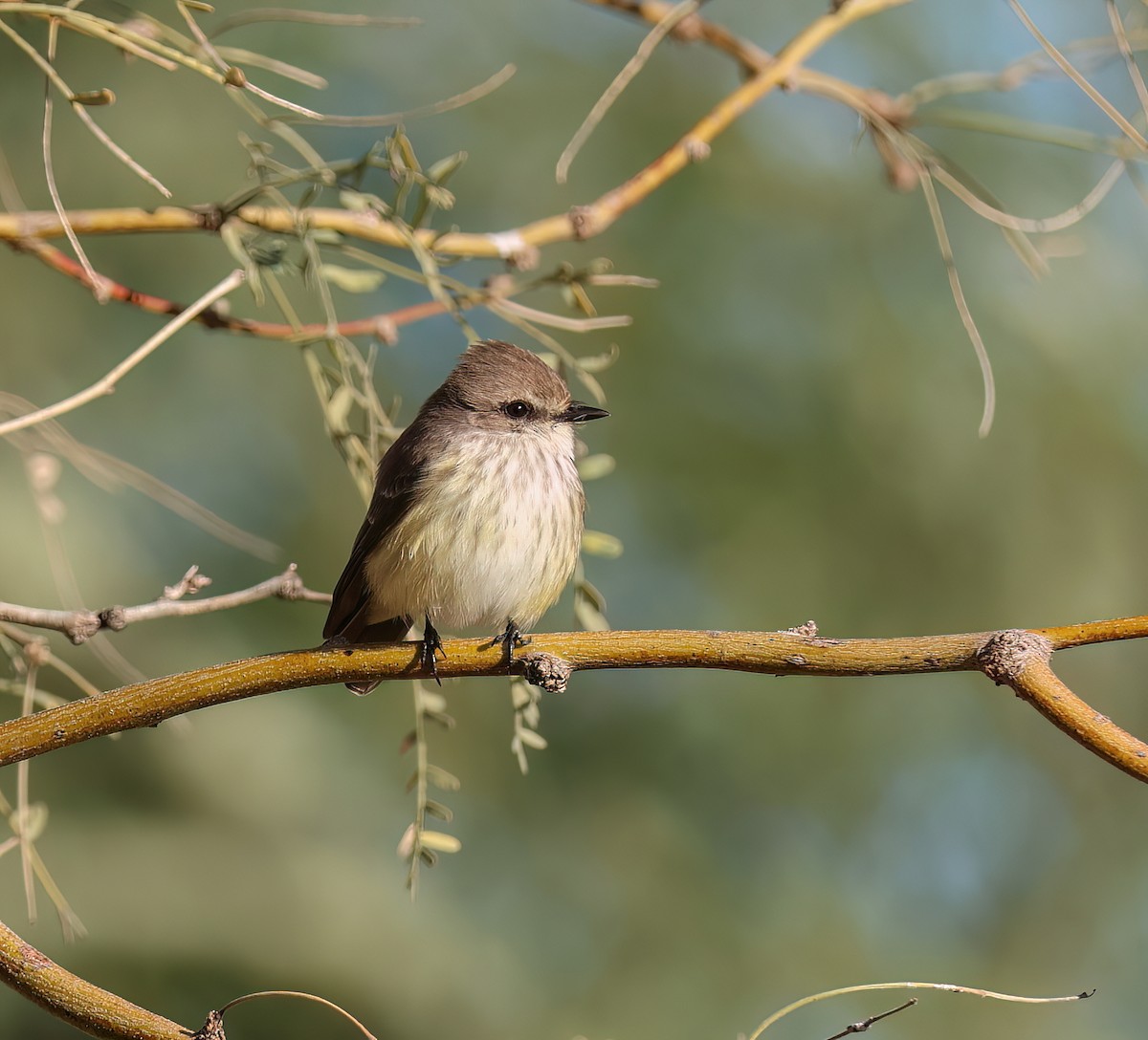 Rubintyrann - ML646665745