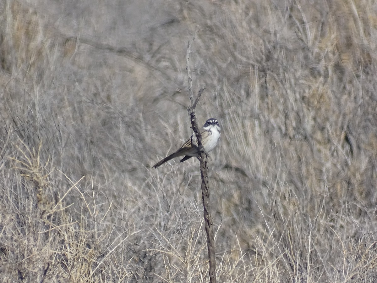 Sagebrush Sparrow - ML646665748