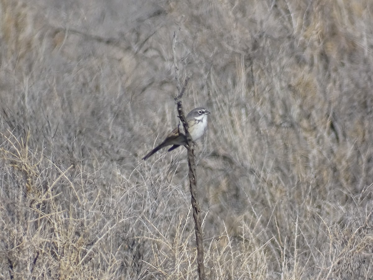 Sagebrush Sparrow - ML646665749